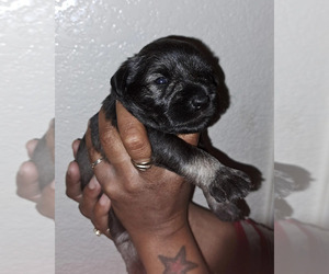 Schnauzer (Miniature) Puppy for sale in LAS VEGAS, NV, USA