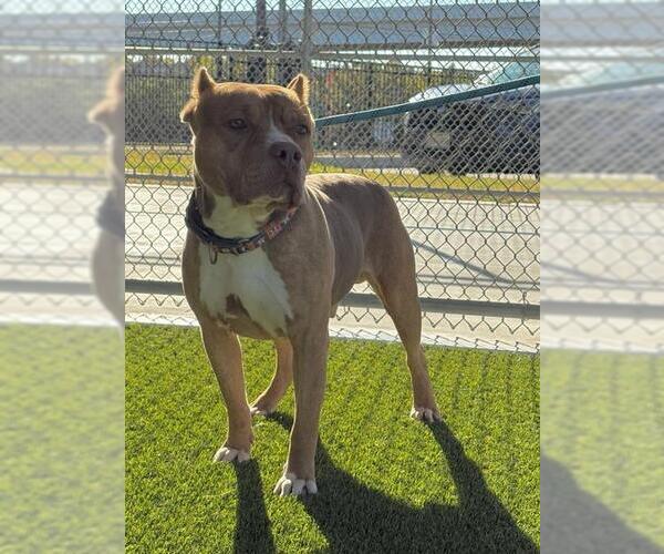 Medium Photo #1 Bulldog-Unknown Mix Puppy For Sale in Baytown, TX, USA