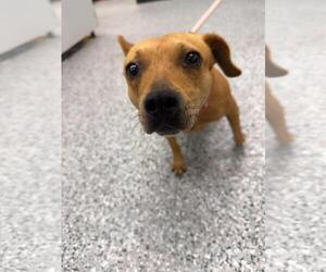 Chihuahua-Eurasier Mix Dogs for adoption in Front Royal, VA, USA