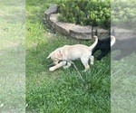 Small Photo #23 Labradoodle Puppy For Sale in KIRKSVILLE, MO, USA
