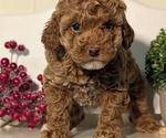 Small Photo #22 Poodle (Miniature) Puppy For Sale in GOSHEN, IN, USA