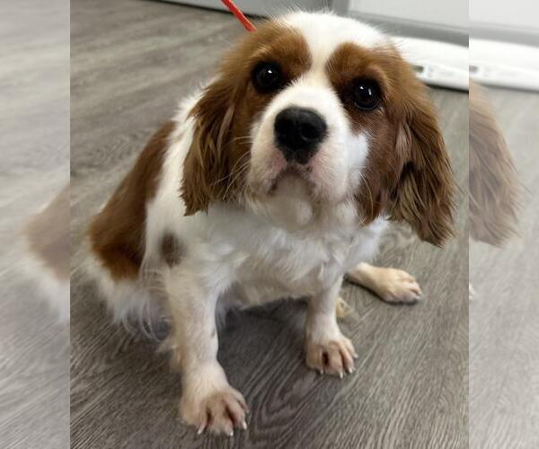 Medium Photo #3 Cavalier King Charles Spaniel Puppy For Sale in Westminster, MD, USA