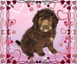 Small Photo #18 Bernedoodle (Miniature) Puppy For Sale in PEYTON, CO, USA