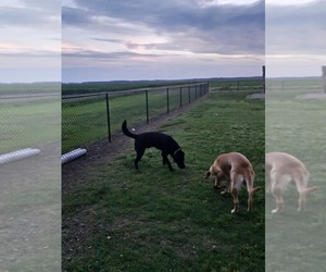 Mother of the Labrador Retriever puppies born on 08/02/2026