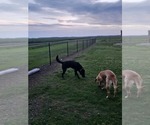 Small Photo #1 Labrador Retriever Puppy For Sale in ELIZABETH CITY, NC, USA