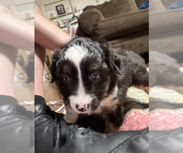 Medium Photo #4 North American Shepherd Puppy For Sale in FLAT ROCK, AL, USA