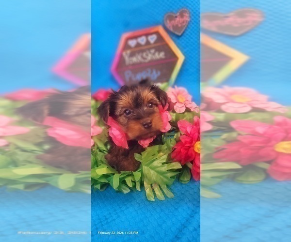 Medium Photo #18 Yorkshire Terrier Puppy For Sale in AKRON, OH, USA