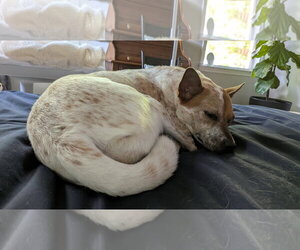 Maki-Ato - Female Mutt Dog for Adoption - Photo #10
