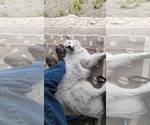 Small #4 American Eskimo Dog