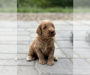 Goldendoodle Puppy for sale in MARYVILLE, MO, USA