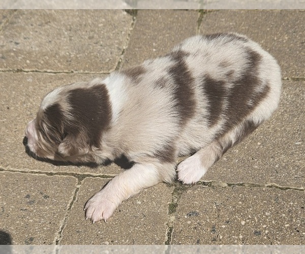 Medium Photo #4 Australian Shepherd Puppy For Sale in NELSON, VA, USA