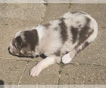 Small Photo #4 Australian Shepherd Puppy For Sale in NELSON, VA, USA