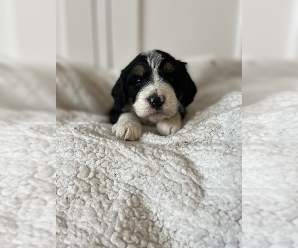 Medium Photo #6 Bernedoodle (Miniature) Puppy For Sale in MENIFEE, CA, USA