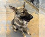Small #2 German Shepherd Dog