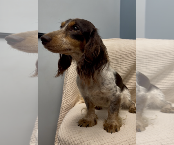 Medium Photo #5 Dachshund Puppy For Sale in Weston, FL, USA