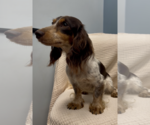 Small #4 Dachshund