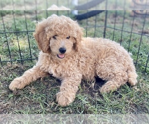 Goldendoodle (Miniature) Puppy for sale in EPHRATA, PA, USA