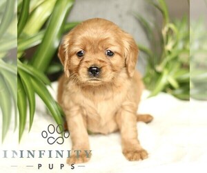 Golden Retriever Puppy for sale in STRASBURG, PA, USA