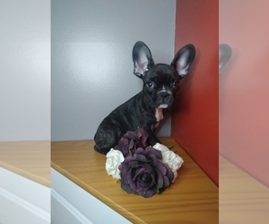 French Bulldog Puppy for sale in INDIANAPOLIS, IN, USA