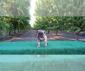 American Bully Puppy for sale in DOS PALOS, CA, USA