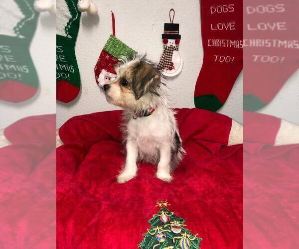 Medium Photo #8 Yorkshire Terrier Puppy For Sale in SAINT CLOUD, FL, USA