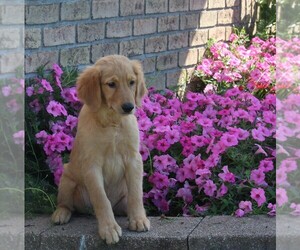 Golden Retriever Puppy for sale in FREDERICKSBURG, OH, USA