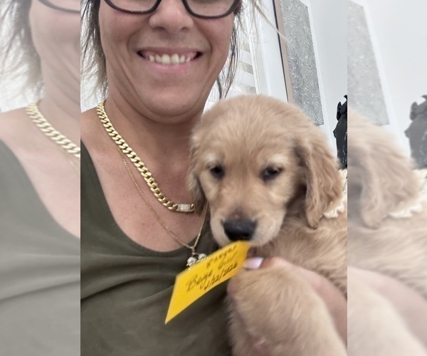 Medium Photo #3 Golden Retriever Puppy For Sale in ORLANDO, FL, USA