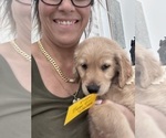 Small #2 Golden Retriever