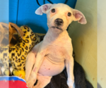 Small #1 American Bulldog-Labrador Retriever Mix