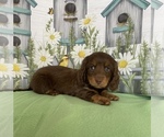 Small Photo #2 Dachshund Puppy For Sale in STELLA, MO, USA