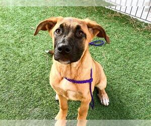 Leonberger-Unknown Mix Dogs for adoption in Orange, CA, USA