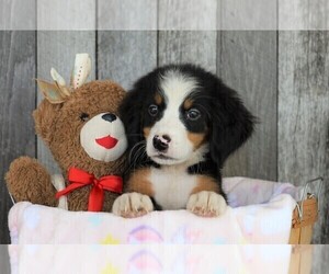 Bernese Mountain Dog Puppy for sale in FREDERICKSBG, OH, USA