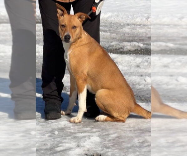 Medium Photo #4 Carolina Dog-Unknown Mix Puppy For Sale in Boston, MA, USA