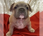 Puppy Adam French Bulldog