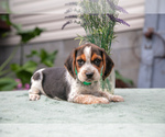 Puppy Turner Beagle