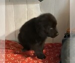 Small #5 Newfoundland