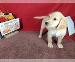 Small #4 Golden Retriever