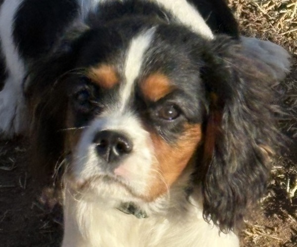 Medium Photo #2 Cavalier King Charles Spaniel Puppy For Sale in ABILENE, TX, USA