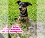 Small Doberman Pinscher-Retriever  Mix