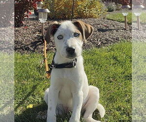 Siberian Husky Dogs for adoption in GILBERTS, IL, USA