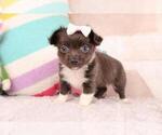Small #4 Chihuahua