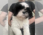 Puppy Libby Liberty Shih Tzu