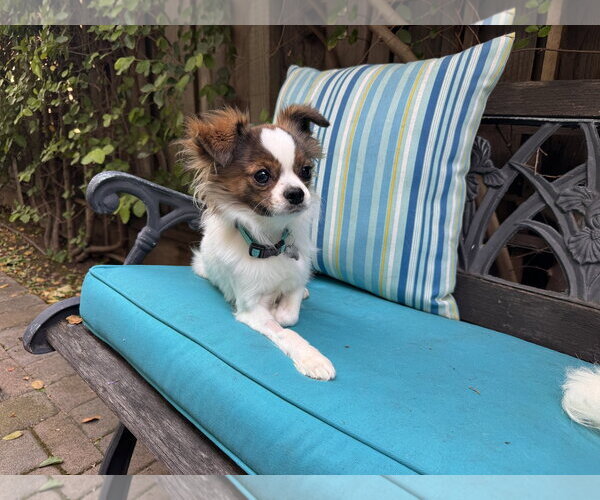 Medium Photo #2 Chion Puppy For Sale in Santa Clara, CA, USA