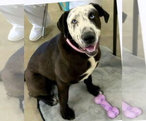 Great Dane-Labrador Retriever Mix Dogs for adoption in Alexander, AR, USA