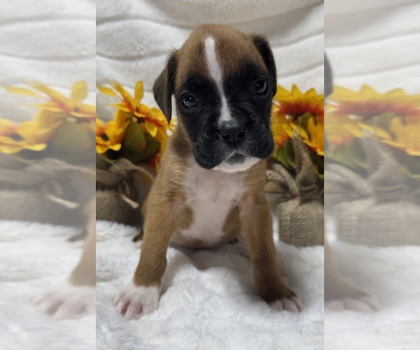 Medium Photo #6 Boxer Puppy For Sale in PAWNEE CITY, NE, USA