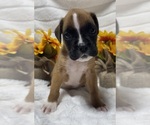 Small Photo #6 Boxer Puppy For Sale in PAWNEE CITY, NE, USA