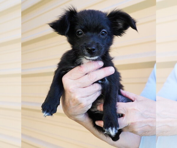 Medium Photo #2 Chihuahua-Unknown Mix Puppy For Sale in Phoenix, AZ, USA