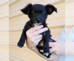 Small #1 Chihuahua Mix