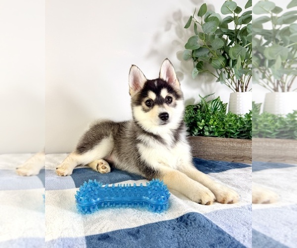 Medium Photo #4 Pomsky Puppy For Sale in GREENFIELD, IN, USA
