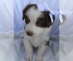 Australian Shepherd Puppy for sale in JEROMESVILLE, OH, USA